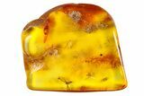 Detailed Fossil Flies (Diptera) In Baltic Amber #183530-2